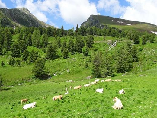 Blick auf den Falkertspitz im Sommer