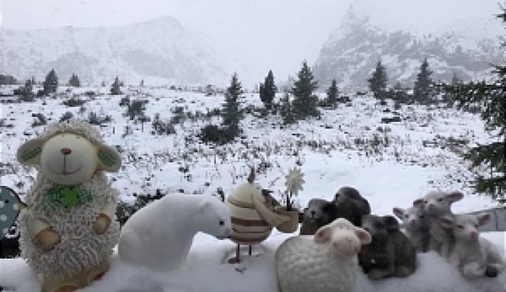   Eisbär Zwischen Hasen und Küken noch ein Rutsch im Schnee