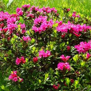 Blütenpracht - Bild 47 Blütenpracht - Bild 47