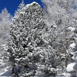 Frau Holle lässt grüßen - Bild 29