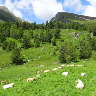 Blick auf den Falkertspitz im Sommer - Bild 39